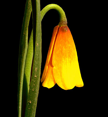 yellow bell flower
