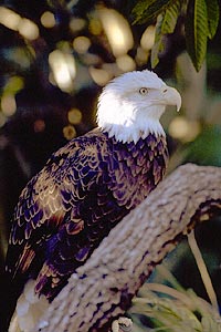 eagle