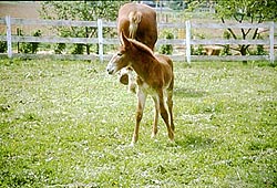foal
