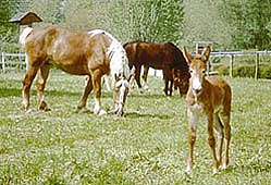 foal