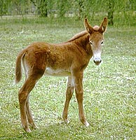 foal