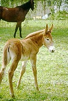 foal