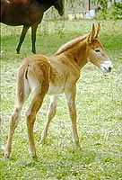 foal