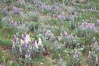 field of lupine