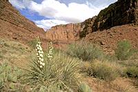 Paria Canyon and Yucca