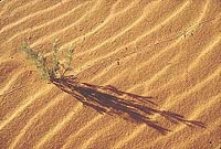 Sage and Tracks