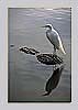 wildlife - Great Egret and Alligator