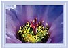 wildflower - Fishhook Cactus