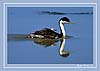 wildlife - Grebe with Chick