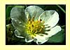 wildflower - Mountain Strawberry