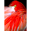 Bird SS Demo