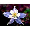 Wildflower Screen Saver Demo