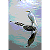 Wildlife Screen Saver Demo