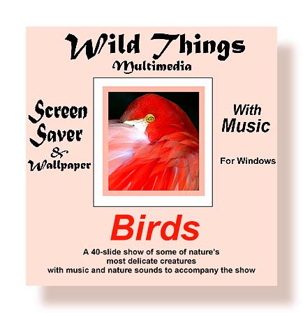 Bird SS Cover