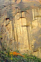 desert varnish and fall colors, Zion NP