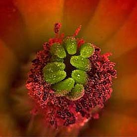 wildflower