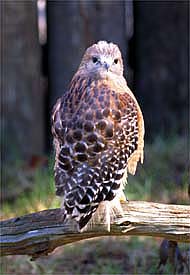 Red Tail Hawk